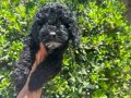 Birbirinden Sevimli Black Toy Poodle Yavrularımız 