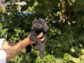 Birbirinden Sevimli Black Toy Poodle Yavrularımız 