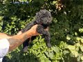 Birbirinden Sevimli Black Toy Poodle Yavrularımız 