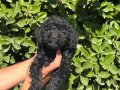 Birbirinden Sevimli Black Toy Poodle Yavrularımız 