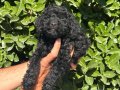 Birbirinden Sevimli Black Toy Poodle Yavrularımız 