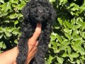 Birbirinden Sevimli Black Toy Poodle Yavrularımız 
