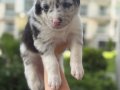 Zeki ve oyuncu Border Collie yavru