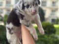 Zeki ve oyuncu Border Collie yavru