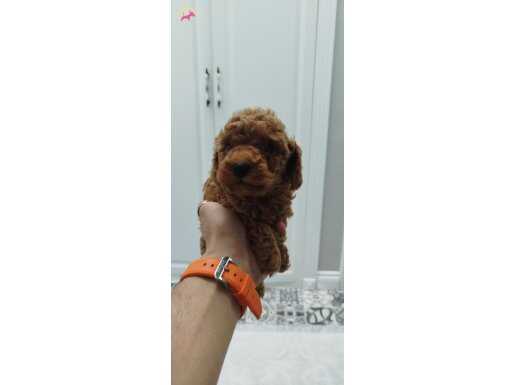 Orjinal toypoodle dişi yavrular rezerve açıktır