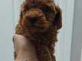 Orjinal toypoodle dişi yavrular rezerve açıktır