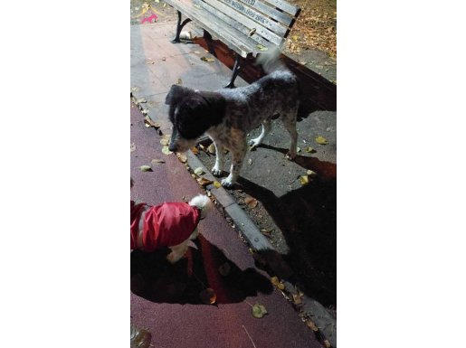 Sağilik iyi bir erkek köpek