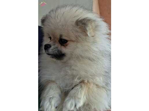 Minik prensesimize yeni yuva aranıyor