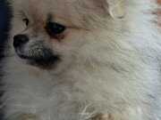 Minik prensesimize yeni yuva aranıyor