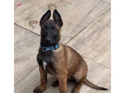 Safkan SCR malinois