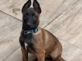 Safkan SCR malinois