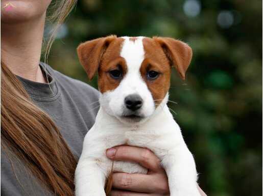 FCI-KIF Şecereli ve Safkan Kısa Tüylü Jack Russell Terrier