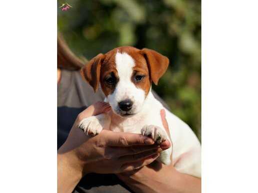 FCI Şecereli Kısa Tüylü Son Birkaç Yavrumuz Aile Arıyor