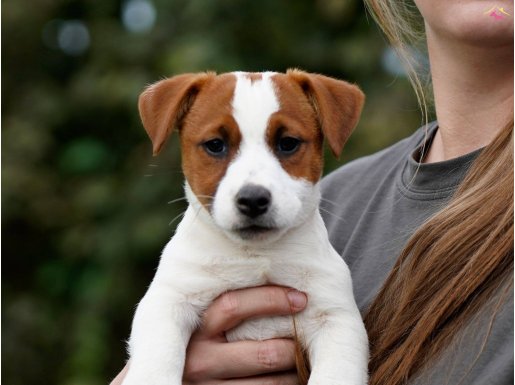  Şecereli, Safkan ve Sağlıklı Jack Russell Terrier