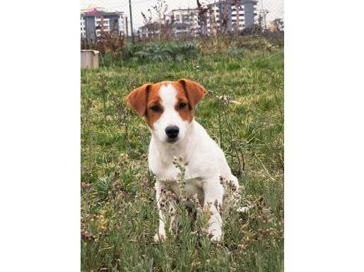 FCI Şecereli Norveç/Avustralya Soyu Dişi Yavru