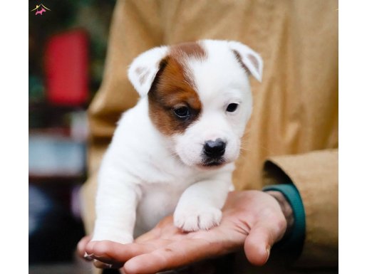 FCI KIF Şecereli Erkek Yavru