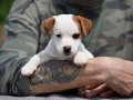 FCI şecereli, safkan ve sağlıklı jack russell terrier yavru