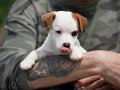 FCI şecereli, safkan ve sağlıklı jack russell terrier yavru