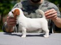 FCI şecereli, safkan ve sağlıklı jack russell terrier yavru