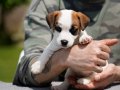 FCI şecereli, safkan ve sağlıklı jack russell terrier yavru