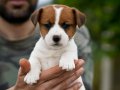 FCI şecereli, safkan ve sağlıklı jack russell terrier yavru