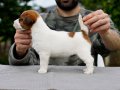 FCI şecereli, safkan ve sağlıklı jack russell terrier yavru