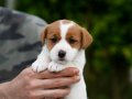 FCI şecereli, safkan ve sağlıklı jack russell terrier yavru