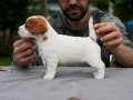 FCI şecereli, safkan ve sağlıklı jack russell terrier yavru