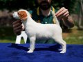 FCI-KIF Şecereli, sağlıklı, dengeli karakterli Jack Russell