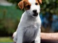 FCI-KIF Şecereli, sağlıklı, dengeli karakterli Jack Russell