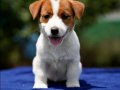FCI-KIF Şecereli, sağlıklı, dengeli karakterli Jack Russell