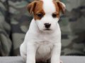 FCI-KIF Şecereli, sağlıklı, dengeli karakterli Jack Russell
