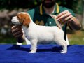 FCI-KIF Şecereli, sağlıklı, dengeli karakterli Jack Russell