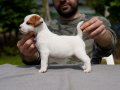 FCI-KIF Şecereli, sağlıklı, dengeli karakterli Jack Russell