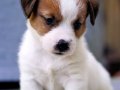 FCI-KIF Şecereli, dengeli karakterli Jack Russell Terrier