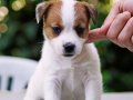 FCI-KIF Şecereli, dengeli karakterli Jack Russell Terrier