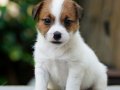 FCI-KIF Şecereli, dengeli karakterli Jack Russell Terrier