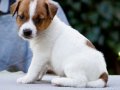 FCI-KIF Şecereli, dengeli karakterli Jack Russell Terrier