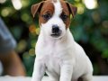 FCI-KIF Şecereli, dengeli karakterli Jack Russell Terrier