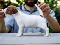 FCI-KIF Şecereli, dengeli karakterli Jack Russell Terrier