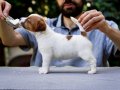 FCI-KIF Şecereli, dengeli karakterli Jack Russell Terrier