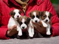 FCI-KIF Şecereli Kayıtlı, Safkan Jack Russell Terrier