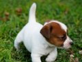 FCI-KIF Şecereli Kayıtlı, Safkan Jack Russell Terrier