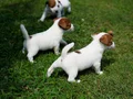 FCI-KIF Şecereli Kayıtlı, Safkan Jack Russell Terrier