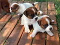 FCI-KIF Şecereli Kayıtlı, Safkan Jack Russell Terrier