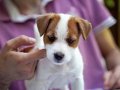 FCI-KIF Şecereli Kayıtlı, Safkan Jack Russell Terrier