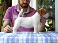 FCI-KIF Şecereli Kayıtlı, Safkan Jack Russell Terrier
