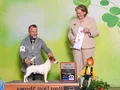 FCI-KIF Şecereli Kayıtlı, Safkan Jack Russell Terrier