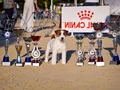 FCI-KIF Şecereli Kayıtlı, Safkan Jack Russell Terrier
