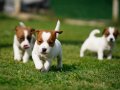 FCI-KIF Şecereli Kayıtlı, Safkan Jack Russell Terrier